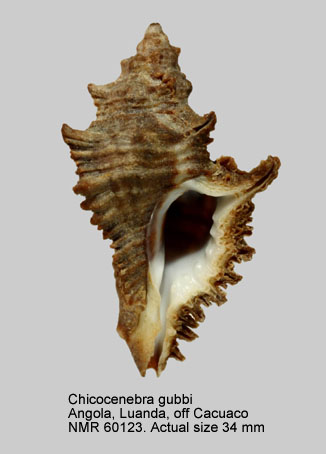 Chicocenebra gubbi.jpg - Chicocenebra gubbi(Reeve,1849)